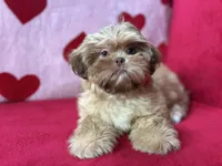 Stella, a female Shih Tzu for sale in Windermere, FL – Photo 9 of 10