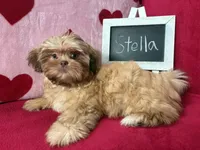 Stella, a female Shih Tzu for sale in Windermere, FL – Photo 2 of 10