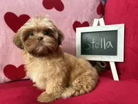 Stella, a female Shih Tzu for sale in Windermere, FL – Photo 1 of 10