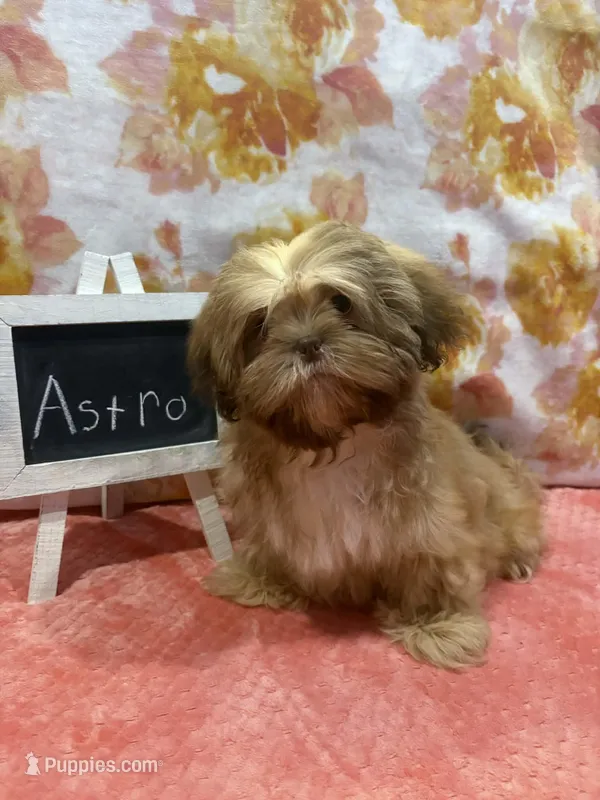 Astro – Shih Tzu puppy for sale in Windermere, FL