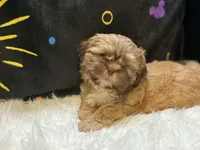 processed/8600ec3e-5224-4011-b431-010d0055619d/listing/d14dea24-6f16-4f4c-afd5-1c503c727b18/3e2cc2fe-c15a-45d6-8107-956df9715fd5