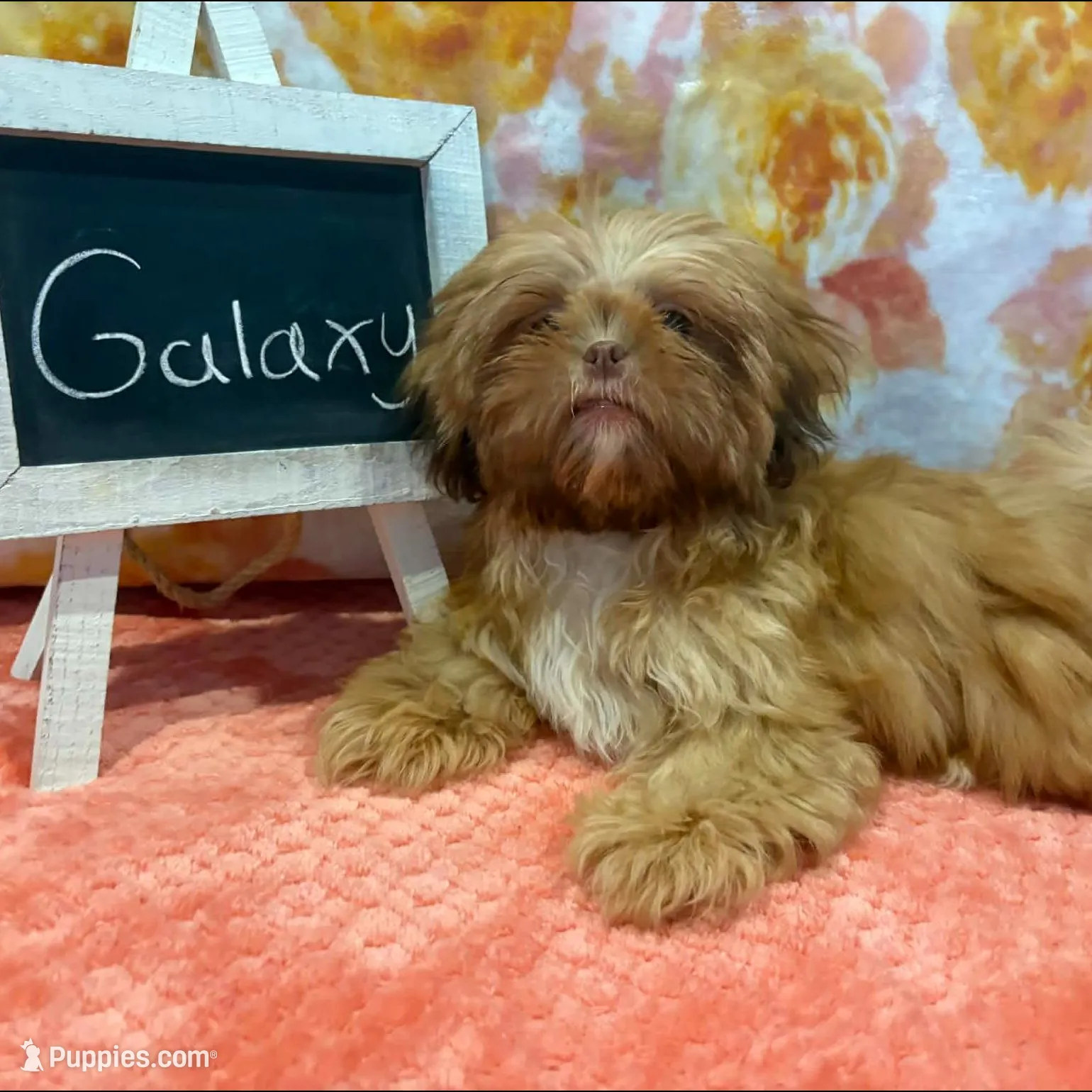 Galaxy – Shih Tzu puppy for sale in Windermere, FL