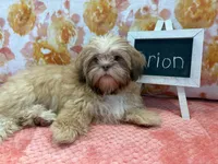 Orion, a male Shih Tzu for sale in Windermere, FL – Photo 2 of 10