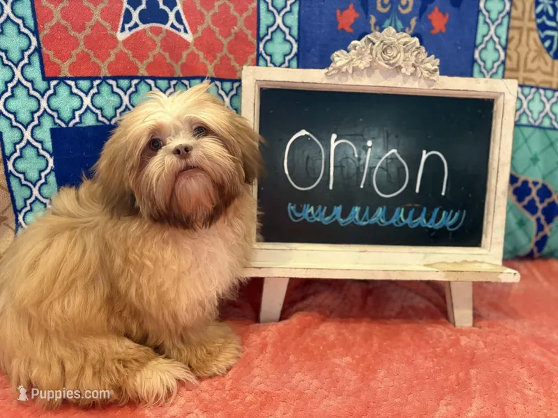 Orion – Shih Tzu puppy for sale in Windermere, FL