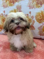 Orion, a male Shih Tzu for sale in Windermere, FL – Photo 9 of 10