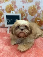 Orion, a male Shih Tzu for sale in Windermere, FL – Photo 5 of 10