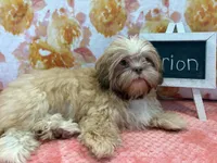 Orion, a male Shih Tzu for sale in Windermere, FL – Photo 4 of 10