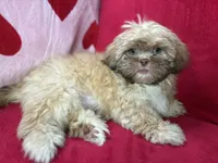Orion, a male Shih Tzu for sale in Windermere, FL – Photo 9 of 10