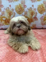 Orion, a male Shih Tzu for sale in Windermere, FL – Photo 7 of 10