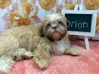 Orion, a male Shih Tzu for sale in Windermere, FL – Photo 3 of 10