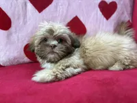 Orion, a male Shih Tzu for sale in Windermere, FL – Photo 10 of 10