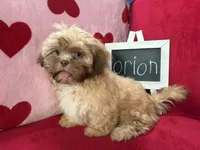 Orion, a male Shih Tzu for sale in Windermere, FL – Photo 3 of 10