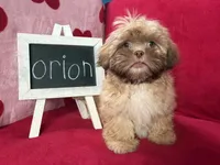 Orion, a male Shih Tzu for sale in Windermere, FL – Photo 1 of 10