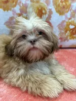 Orion, a male Shih Tzu for sale in Windermere, FL – Photo 10 of 10