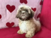 Orion, a male Shih Tzu for sale in Windermere, FL – Photo 7 of 10