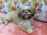 Orion, a male Shih Tzu for sale in Windermere, FL – Photo 8 of 10