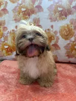 Orion, a male Shih Tzu for sale in Windermere, FL – Photo 6 of 10