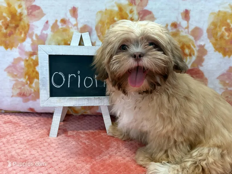 Orion – Shih Tzu puppy for sale in Windermere, FL