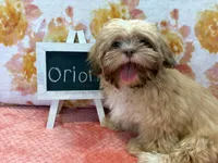 Orion, a male Shih Tzu for sale in Windermere, FL – Photo 1 of 10