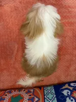 Tulip, a female Shih Tzu for sale in Windermere, FL – 10 of 10