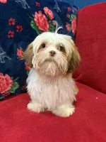 Tulip, a female Shih Tzu for sale in Windermere, FL – Photo 10 of 10