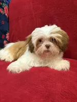 Tulip, a female Shih Tzu for sale in Windermere, FL – Photo 6 of 10
