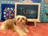 Tulip, a female Shih Tzu for sale in Windermere, FL – 4 of 10