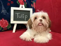 Tulip, a female Shih Tzu for sale in Windermere, FL – Photo 1 of 10