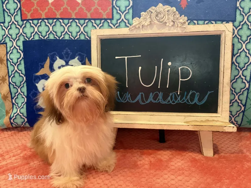 Tulip – Shih Tzu puppy for sale in Windermere, FL