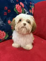 Tulip, a female Shih Tzu for sale in Windermere, FL – Photo 8 of 10
