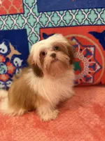 Tulip, a female Shih Tzu for sale in Windermere, FL – 8 of 10
