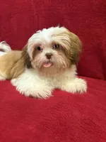 Tulip, a female Shih Tzu for sale in Windermere, FL – Photo 7 of 10