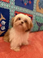 Tulip, a female Shih Tzu for sale in Windermere, FL – 6 of 10