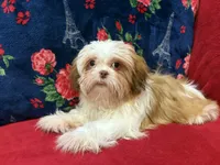 Tulip, a female Shih Tzu for sale in Windermere, FL – Photo 3 of 10