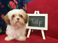 Tulip, a female Shih Tzu for sale in Windermere, FL – Photo 2 of 10