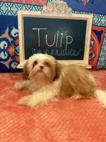 Tulip, a female Shih Tzu for sale in Windermere, FL – 5 of 10