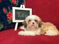 Tulip, a female Shih Tzu for sale in Windermere, FL – Photo 4 of 10