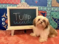 Tulip, a female Shih Tzu for sale in Windermere, FL – 3 of 10