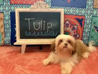 Tulip, a female Shih Tzu for sale in Windermere, FL – 2 of 10
