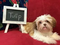 Tulip, a female Shih Tzu for sale in Windermere, FL – Photo 9 of 10