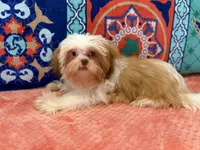 Tulip, a female Shih Tzu for sale in Windermere, FL – 9 of 10