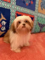 Tulip, a female Shih Tzu for sale in Windermere, FL – 7 of 10