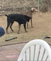 Steel, a male Doberman Pinscher for sale in Dubuque, IA – Photo 6 of 7