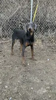 Steel, a male Doberman Pinscher for sale in Dubuque, IA – Photo 2 of 7