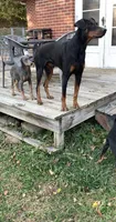 Steel, a male Doberman Pinscher for sale in Dubuque, IA – Photo 7 of 7