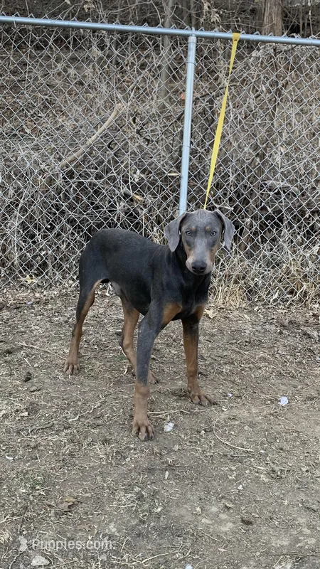 Steel – Doberman Pinscher puppy for sale in Dubuque, IA