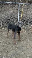Steel, a male Doberman Pinscher for sale in Dubuque, IA – Photo 1 of 7