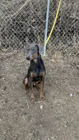 Steel, a male Doberman Pinscher for sale in Dubuque, IA – Photo 3 of 7