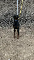 Steel, a male Doberman Pinscher for sale in Dubuque, IA – Photo 4 of 7