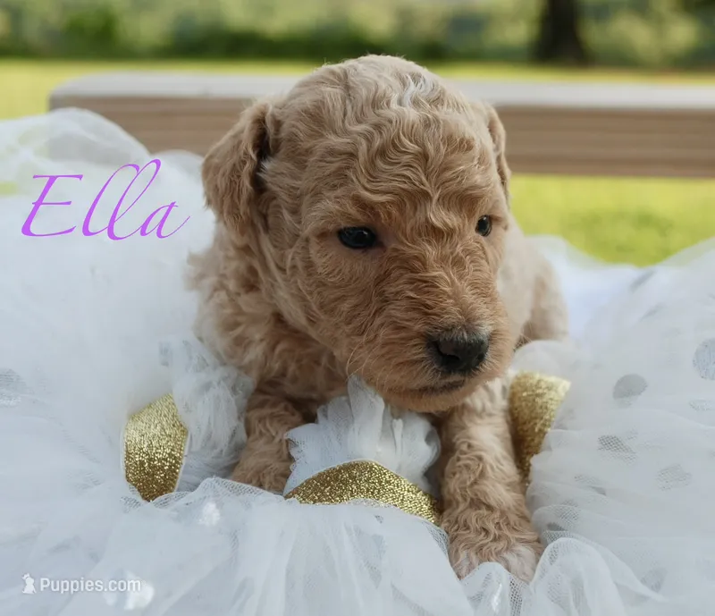Ella  – Miniature Labradoodle puppy for sale in Center Ridge, AR